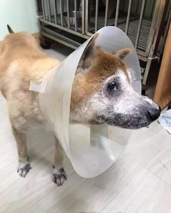 失明柴犬走失后摇晃跌倒，暖心女生肉身挡车，放弃会议帮它找主人