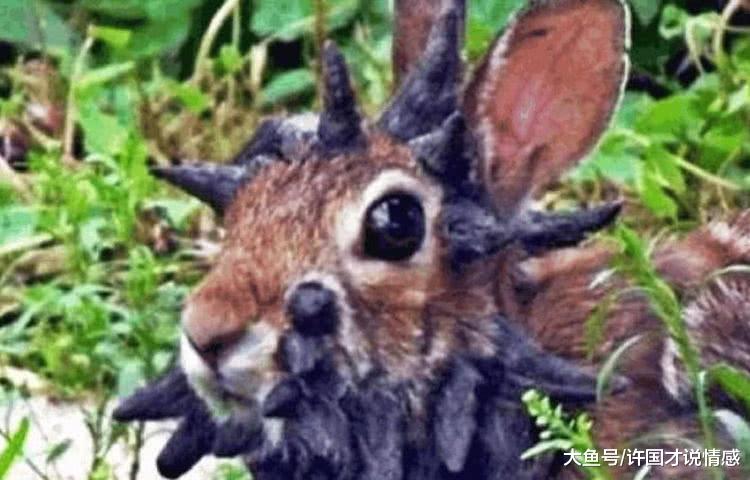 网友野外游玩撞见一只兔子，上前查看后被其模样吓坏！