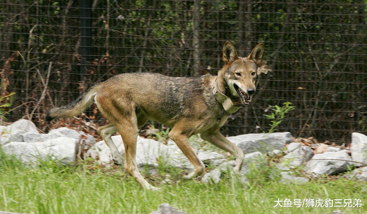 犬科动物整体实力弱？请不要把眼光仅放在野生猛兽上