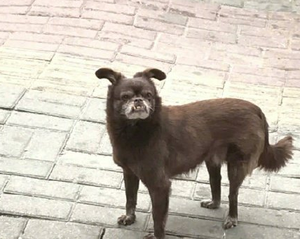 丑貓丑狗大賽落下帷幕，恭喜土狗獲得冠軍