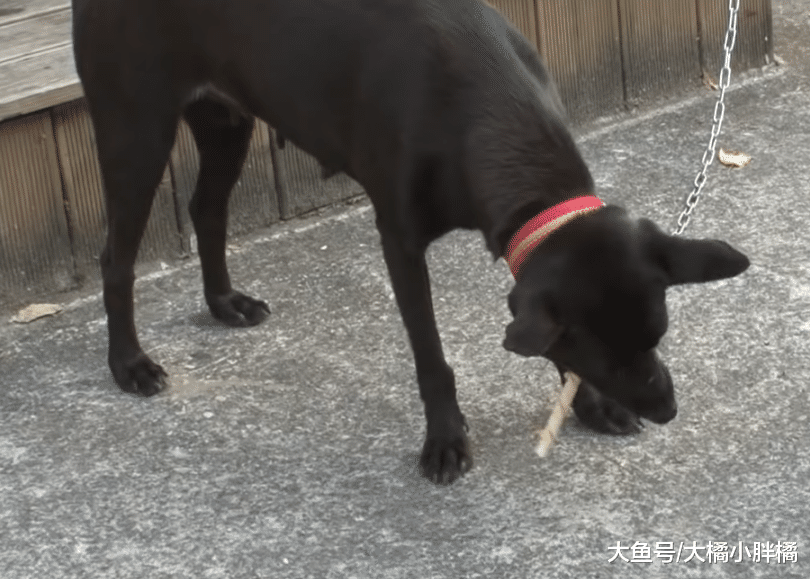流浪狗每日“工作”换取食物，喜欢对人微笑，因此收获幸福的生活
