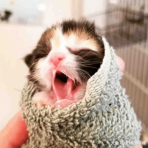 小猫病重，猫妈妈最后选择这种方式离开小猫，因为它相信会有希望