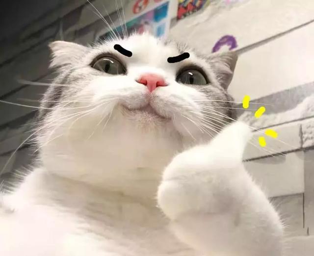 你以为养个猫只能伺候着？猫有很多你意想不到的用处哦！
