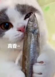 铲屎官痴迷招财猫改运, 训练自家猫咪招财, 小爪子招的超级萌