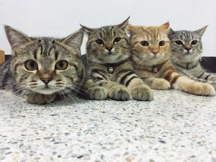 知道吗，你家的猫还有很大的空间可以胖