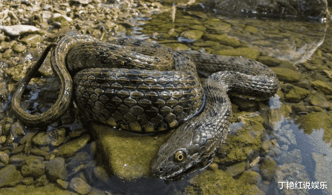 毒蛇：中国十大无毒蛇