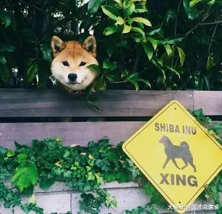 邻家二柴闻到香味就“一只狗头出墙来”，妹纸努力几周成功勾引