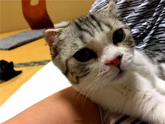 网友休假后租猫陪伴自己，靠猫色释放压力，紧抱萌猫不愿分别！