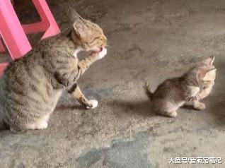 猫妈一家子每天列队洗漱，动作和架势神同步，主人：的确是亲生的