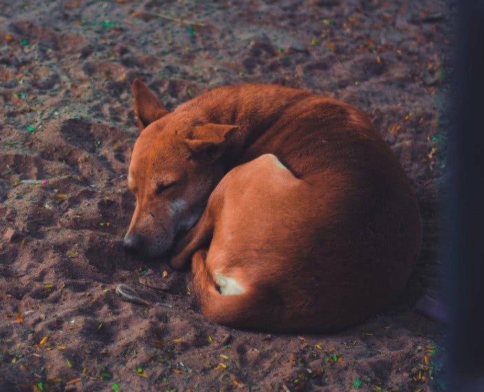 街上那些流浪狗是由于哪些原因被主人拋棄呢？一些原因讓人心酸