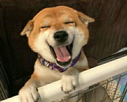 柴犬的笑容太暖了，看见它的笑，我的心情就好多了