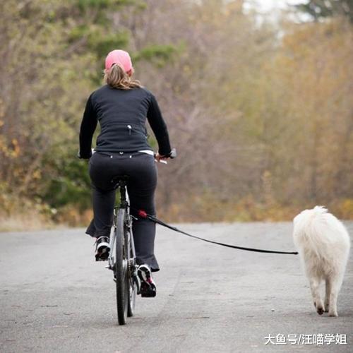 遛狗也有着大学问，溜的时间怎么定？哪些狗狗不宜出门你知道吗？