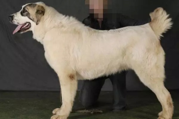30种热门猛犬品种基本信息，值得收藏！