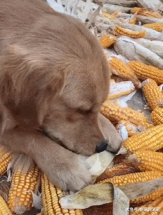 网友带金毛回农村老家，居然帮主人撕玉米皮，汪：找到用武之地了