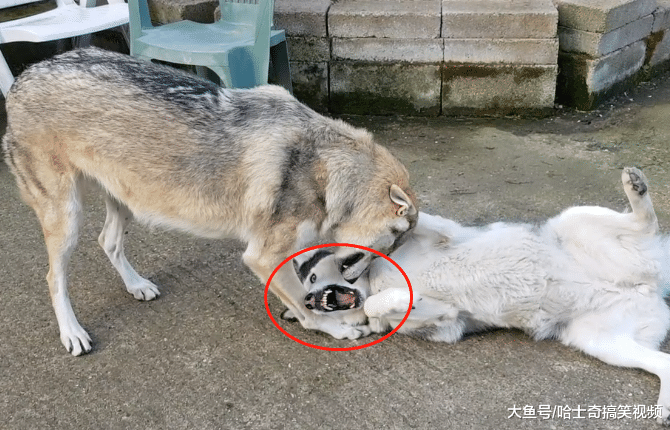 二哈被“猛犬”打敗，結果站起來的勇氣都沒，汪：給點面子