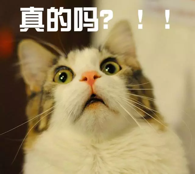 撸猫有助于缓解老年痴呆？猫：我为这个家操碎了心！