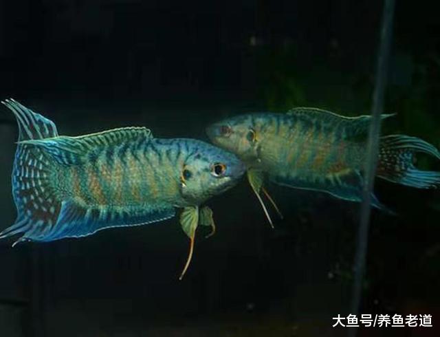 中国斗鱼逐渐登上国际舞台，与泰国斗鱼相比，它们有何优势？