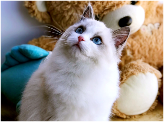 家有布偶，像有了個女朋友，鏟屎官的生活的確精彩無比