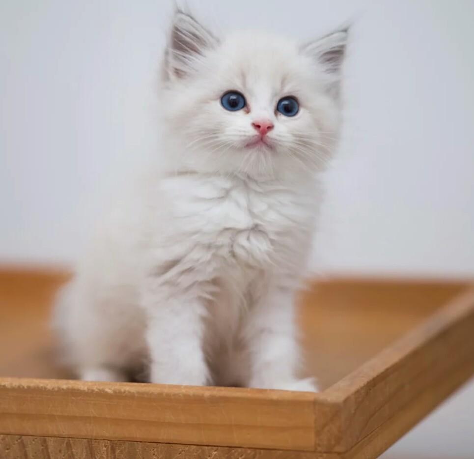 小猫咪刚刚到家，铲屎官浑身就开始不舒服，原因让人无法接受