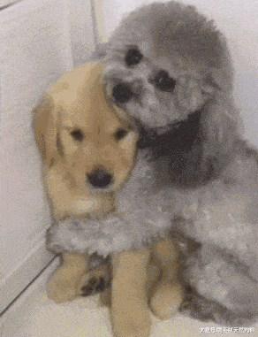 泰迪犬经常发抖? 可能是这5个原因引起的, 主人不要忽视!