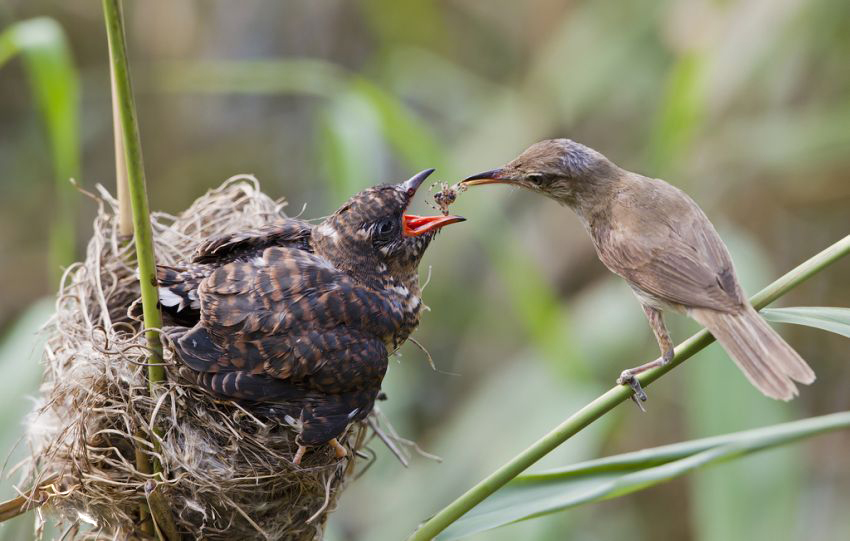 猫头鹰替水鸟养了后代，为何大多鸟类会“为他人做嫁妆”？