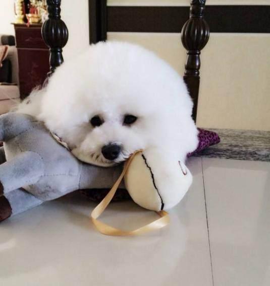 如果你正在考虑养一只“比熊犬”, 这5点你要知道!