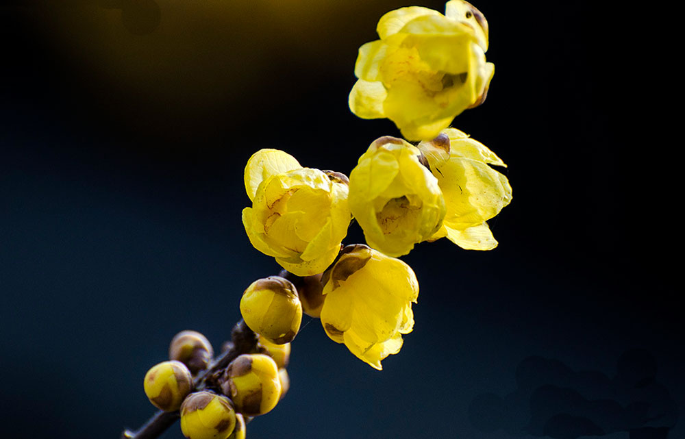 拜拜了螨虫，1个土法子，睡前用一用，只 要2天就把螨虫斩草除根