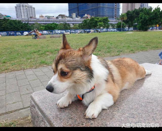 德牧見了柯基后給它舔毛，它的頭都被舔濕了，柯基：給我洗頭呢？