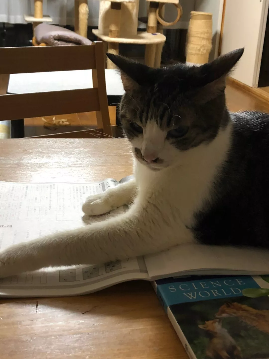 读书和学习是人类进步的阶梯，猫说：那倒也未必