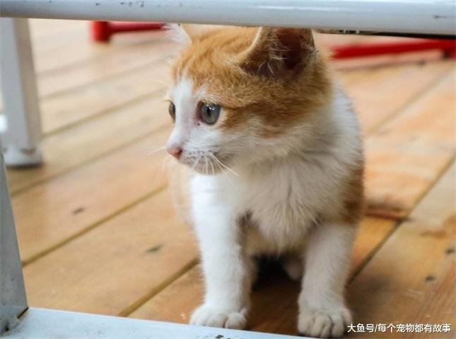 调皮又好奇的猫，在生活中一不小心就会没命了