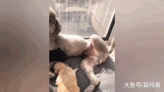 看到主人走近，泰迪立马抬腿，主人哭笑不得：谢谢，我不吃