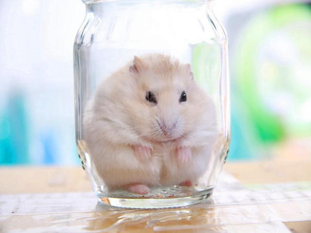 仓鼠被困纸箱，竭力咬洞求自由，哪知最后败给了自己的身材