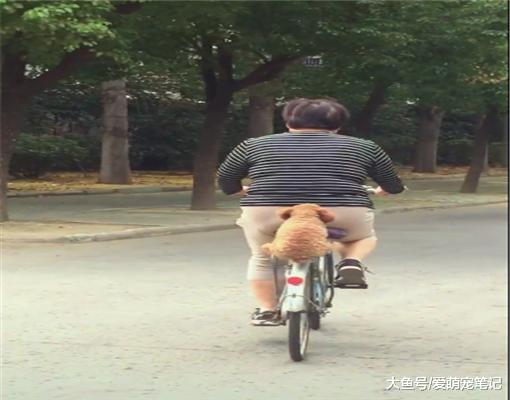 大街上偶遇一只泰迪，坐在大妈单车后座上，网友被它的稳重萌翻了