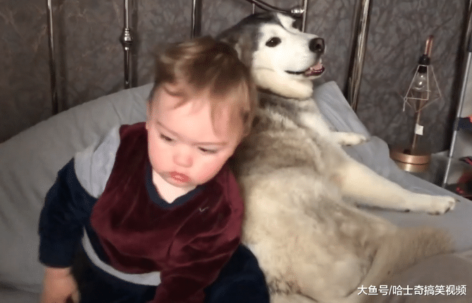 二哈被主人“抛弃”后，结果跑来巴结小主人，以后就靠你了