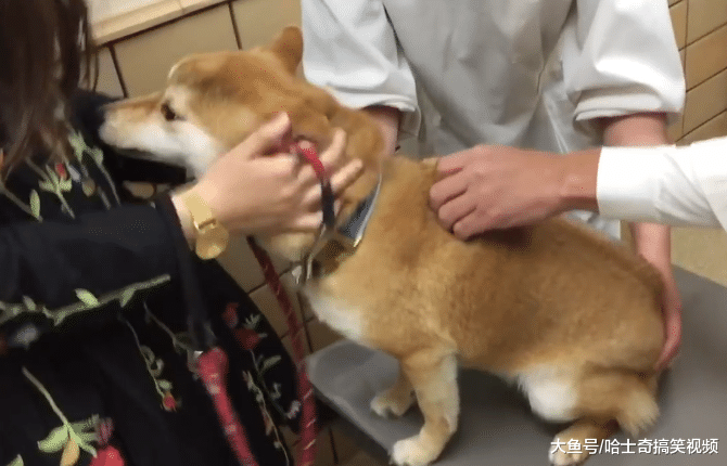柴犬到医院打针，结果太紧张咬到主人，委屈的样子让人心疼