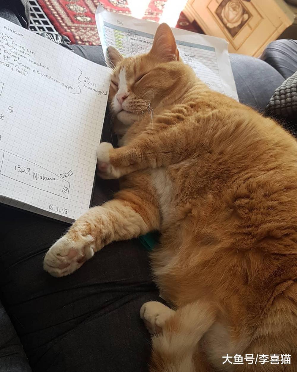 猫咪越胖越可爱? 负责任的铲屎官可不要这么想, 健康才最重要!