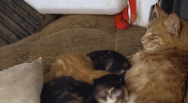 猫咪生产后千万不能大意, 母猫协助帮忙清理脐带