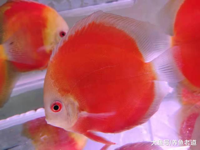 观赏鱼胸鳍撕碎或者腐烂，尾鳍上有大颗粒白点，需要下药治疗吗？