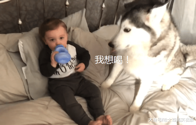 二哈为了夺得关注，结果对小主人“下手”，狗：睡狗窝里去