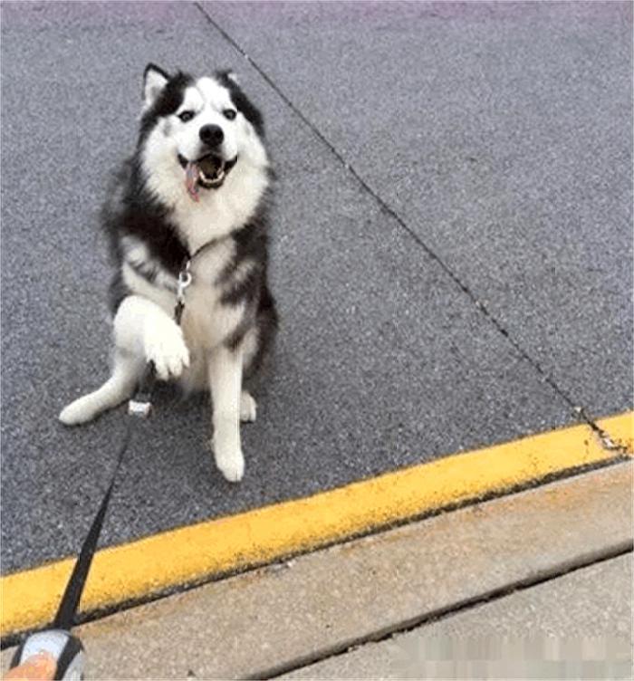 养狗只服农村老爷爷，他能把拆家的哈士奇养成田园犬，你能做到吗