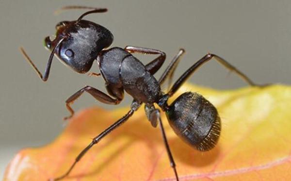 地球上10大最常見的害蟲，第一蚊子，第四蒼蠅，你最討厭哪個？