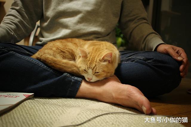 辟谣：猫咪吃干粮就不用刷牙？麻烦你撬开喵星人的嘴巴看看