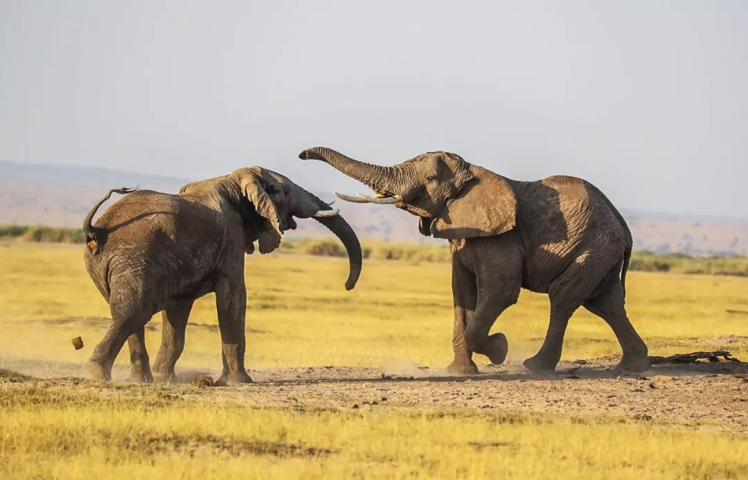 遭遇肯尼亚（一）跟着肖戈拍大象