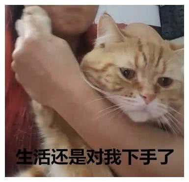 主人閨蜜聚會，缺少粉撲，貓咪的爪子關鍵時候成了助攻神器