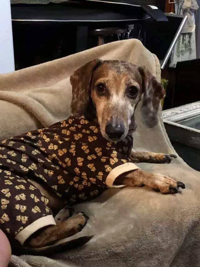 穿著睡衣的可愛汪星人