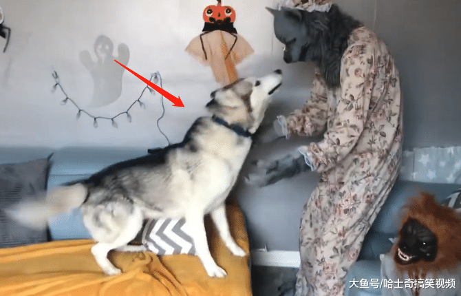 二哈见到“狼外婆”，结果被吓到了，哪里冒出来的狼？