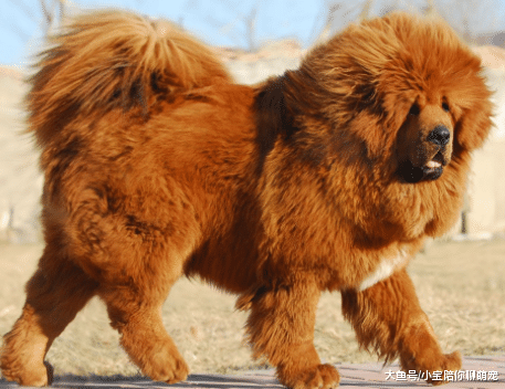 宠物狗价格上调严重，特别是这4种类型，价格超过五位数！