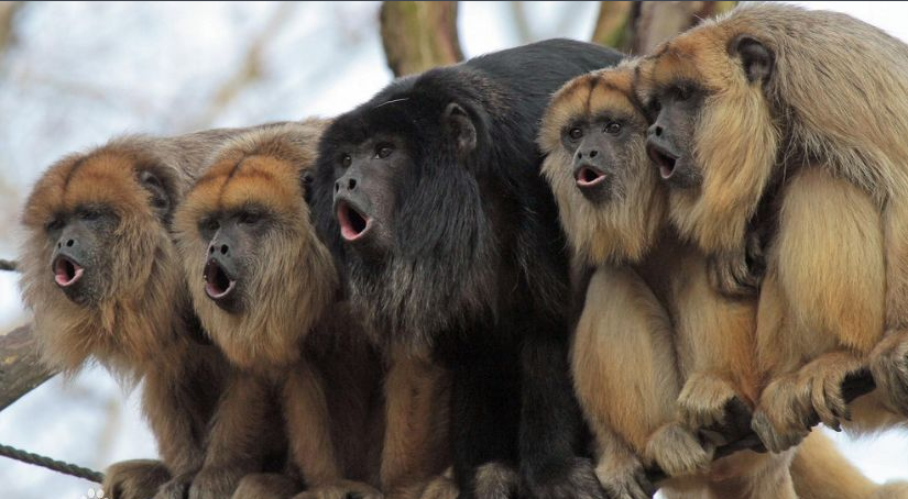 动物教会我们的那些哲理，成功者都已收藏他们（第五篇）