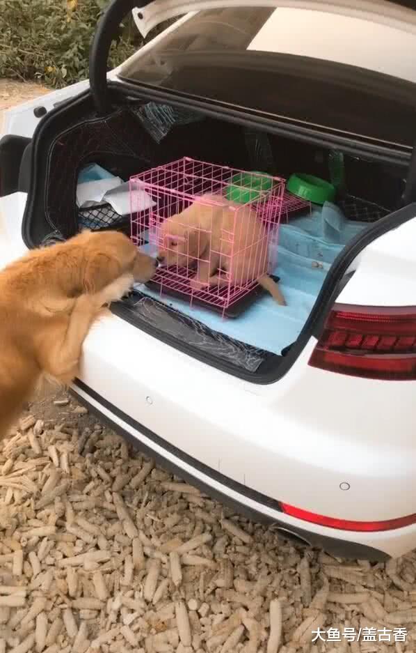 小金毛被卖给新主人，临行时金毛妈妈为它送别，小金毛：别丢下我