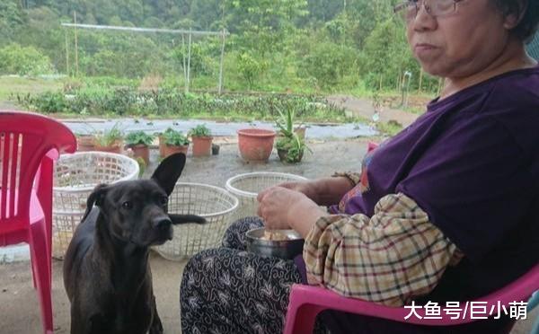 狗狗偷跑上沙发，听到奶奶回来，立刻挣扎逃窜跑下去装没事发生